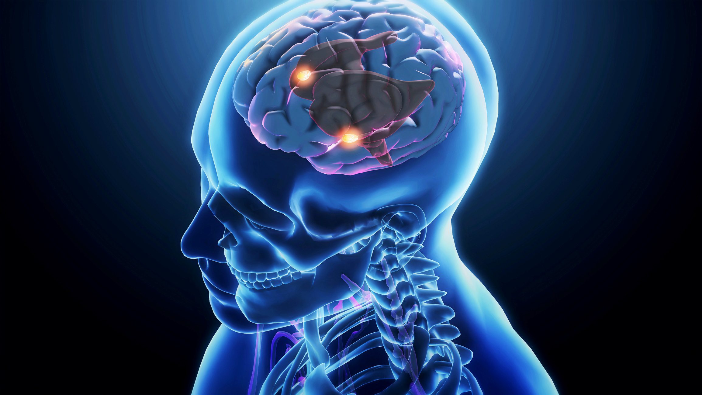 Digital illustration of brain and spine